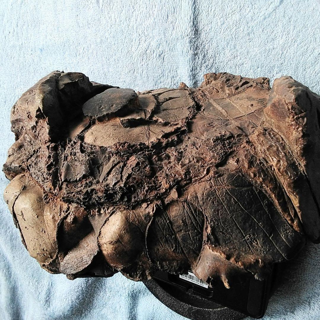 【珍しいアンモナイト化石(約４.５kg )・北海道:羽幌産:白亜紀】