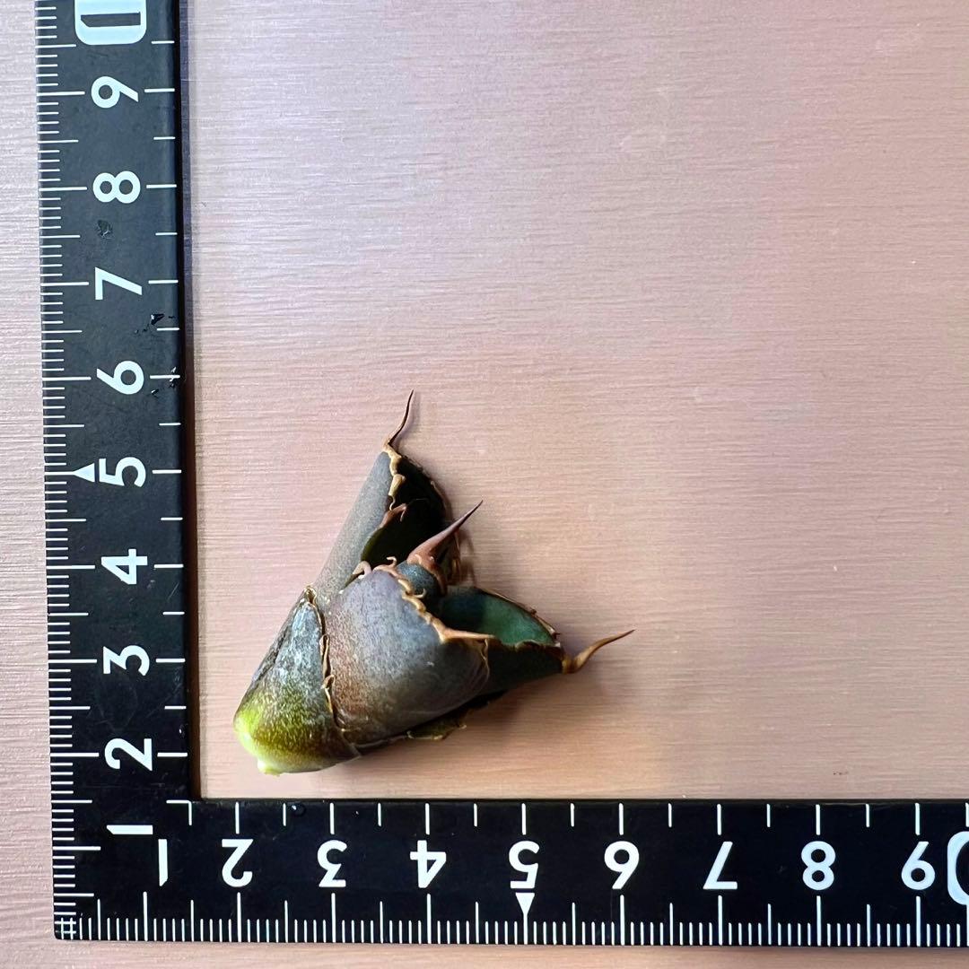 オアハカ　オテロイ　子株