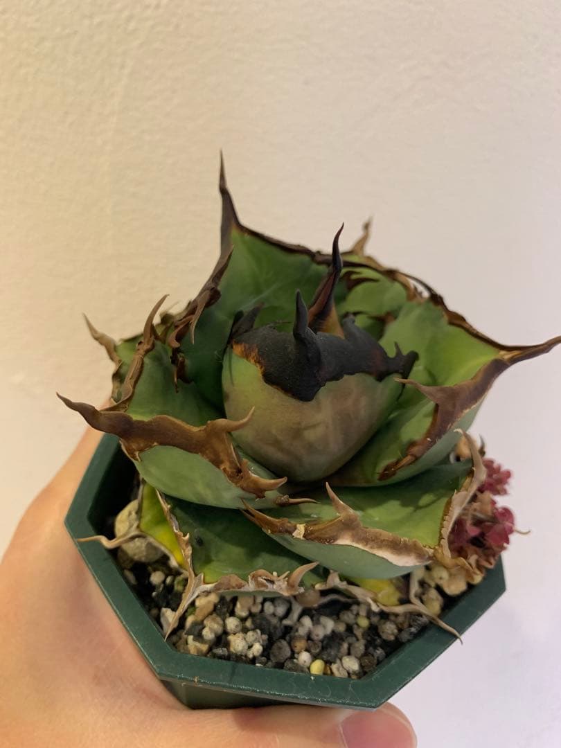 【goodtaniku】閻魔　gt育成中株　鉢ごと発送