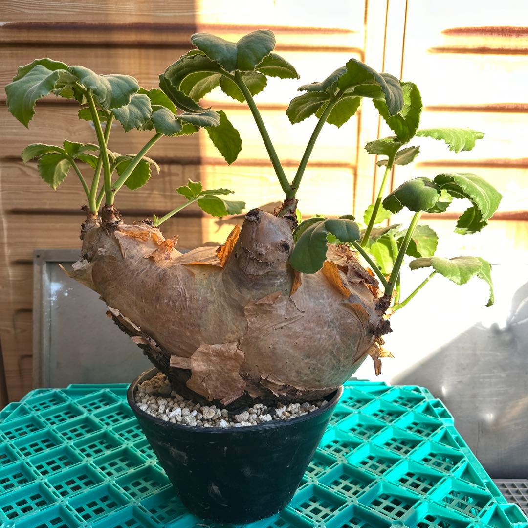 キフォステンマウターマクロプス　塊根植物 約35cm 発根済み　鉢付き