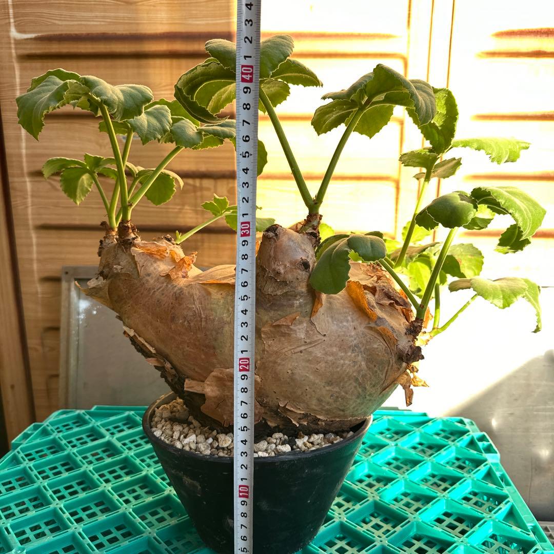 キフォステンマウターマクロプス　塊根植物 約35cm 発根済み　鉢付き