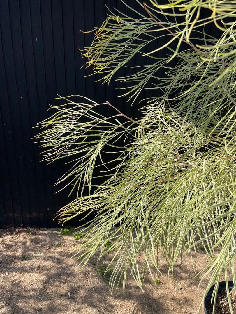 グレビレア ハニーワンダー 大株 オージープランツ