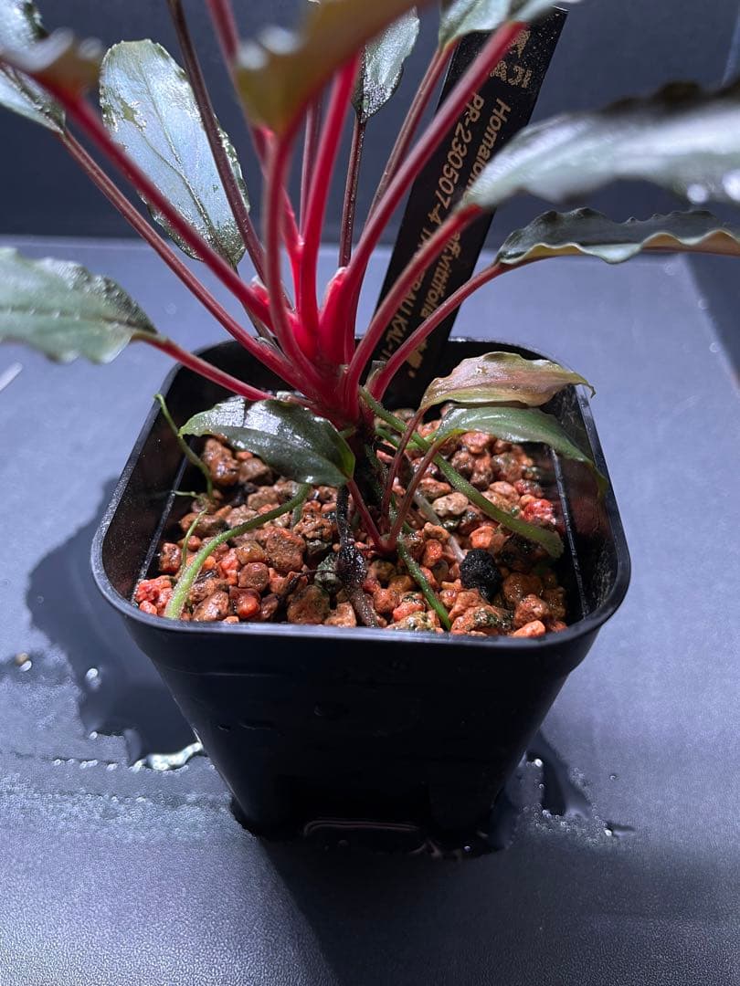 Homalomena aff. vittifolia \"赤備\" ホマロメナ　②