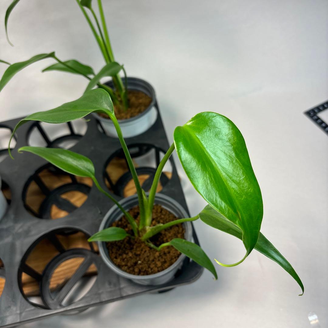 S*T様 5株ms13セットモンステラ バールマルクスフレーム