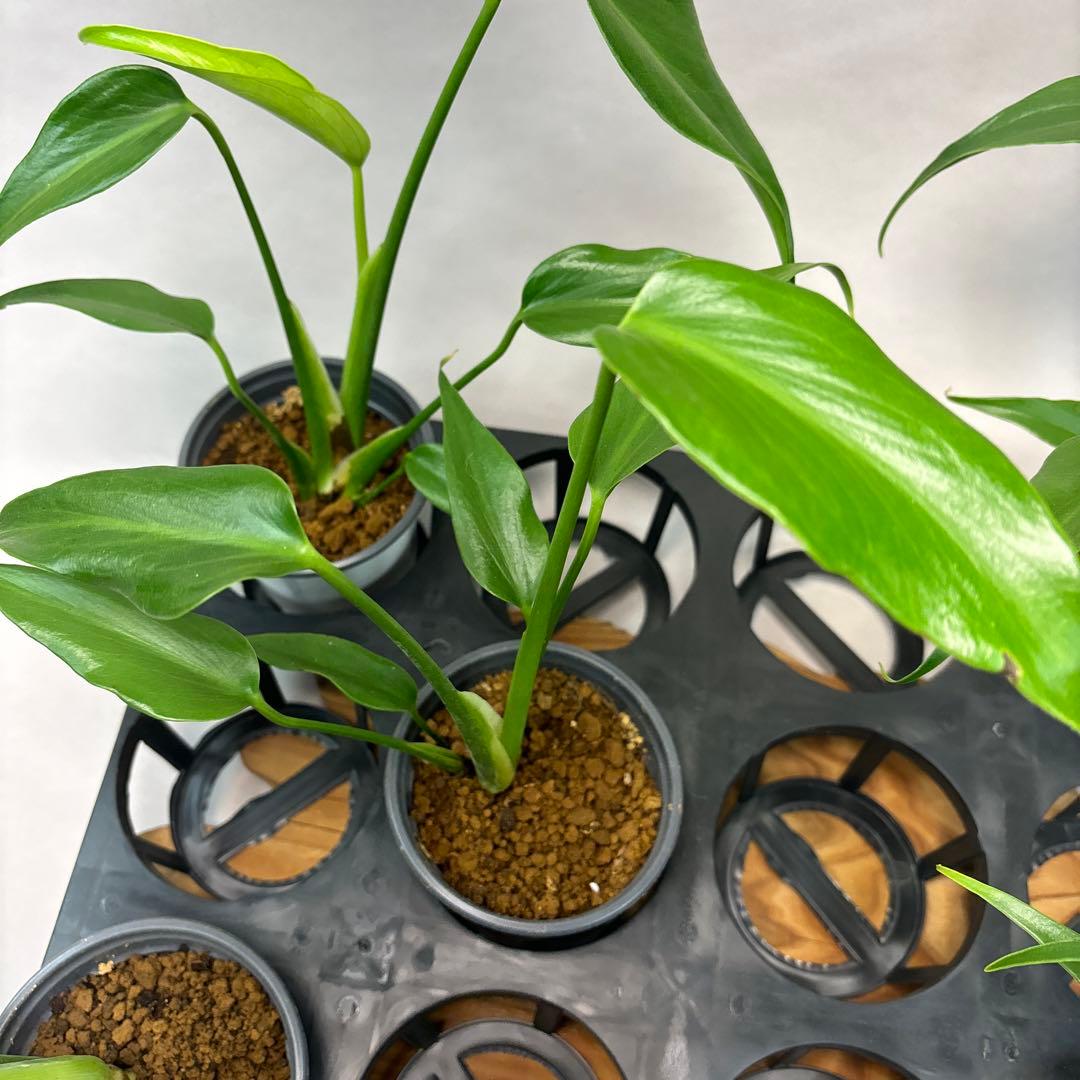 S*T様 5株ms13セットモンステラ バールマルクスフレーム