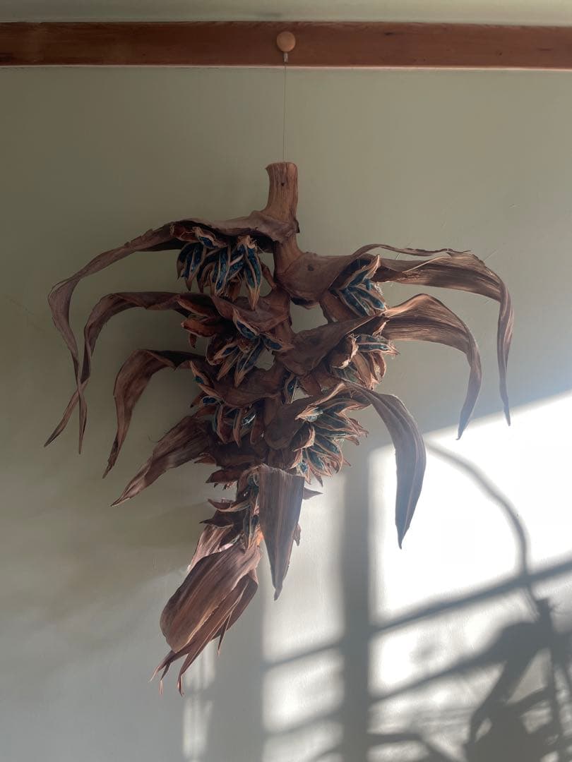 タビビトノキ　(石垣島産)