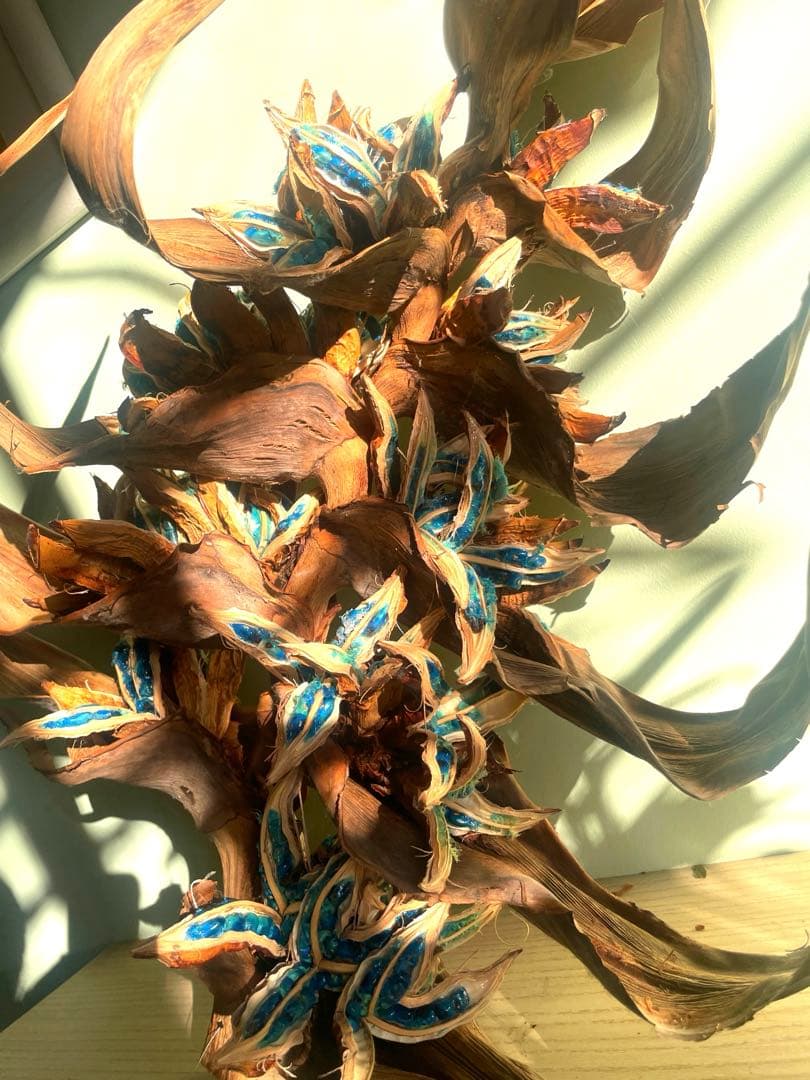 タビビトノキ　(石垣島産)