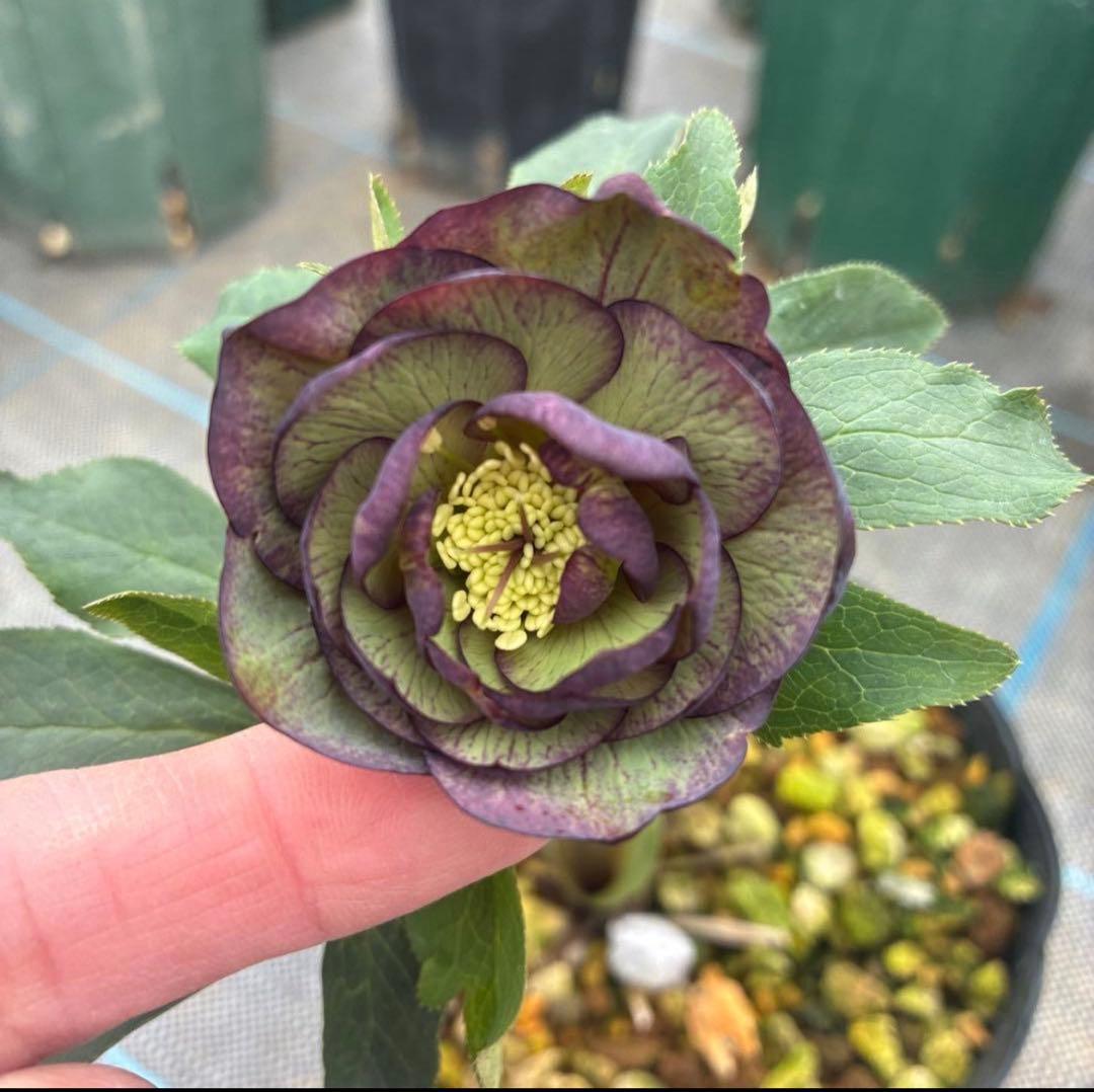 ねこさま　2点　クリスマスローズ　加藤農園　　満開過ぎ　６寸