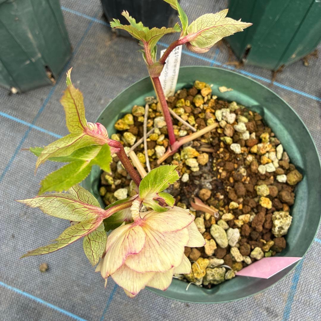 ねこさま　2点　クリスマスローズ　加藤農園　　満開過ぎ　６寸