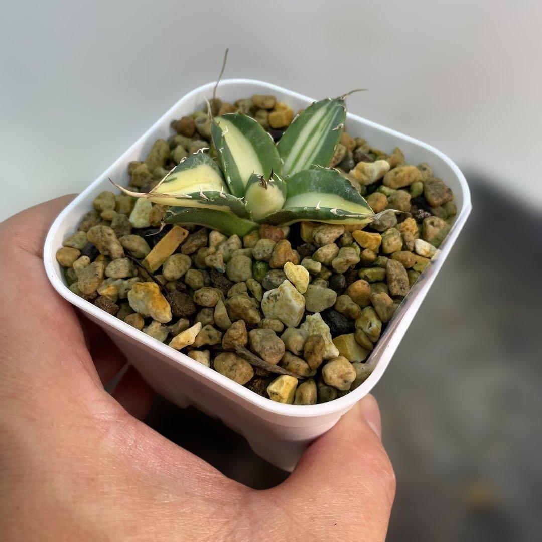 アガベ チタノタ　‘Saber tooth tiger’ 中斑　スナグルトゥース