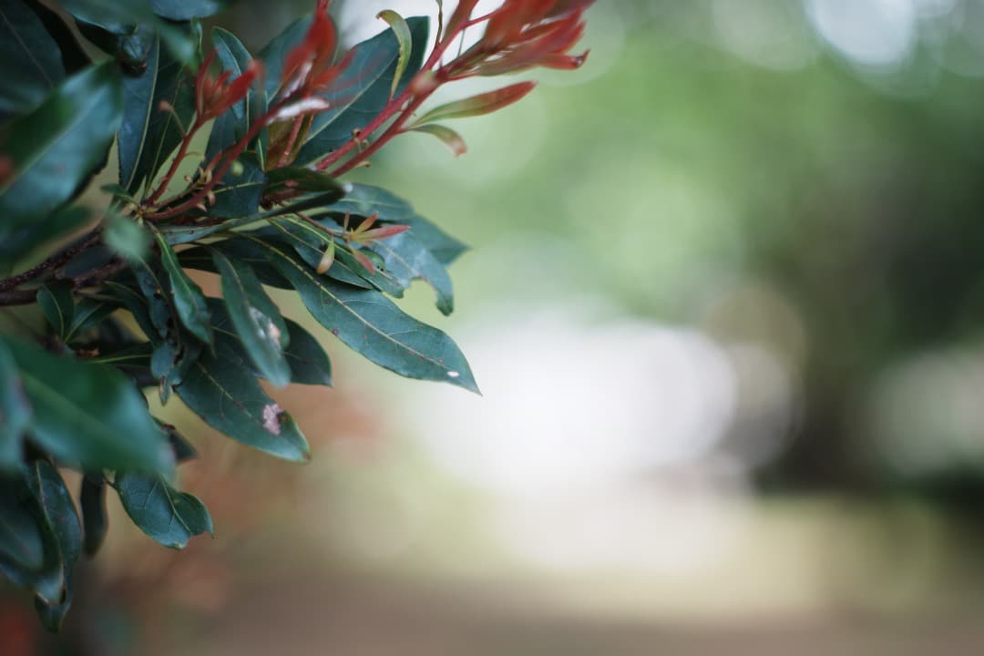 【極美品】動作◎ ニコン Ai Nikkor 85mm F2 745