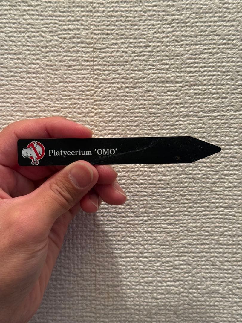 Platycerium OMO ビカクシダ　親株