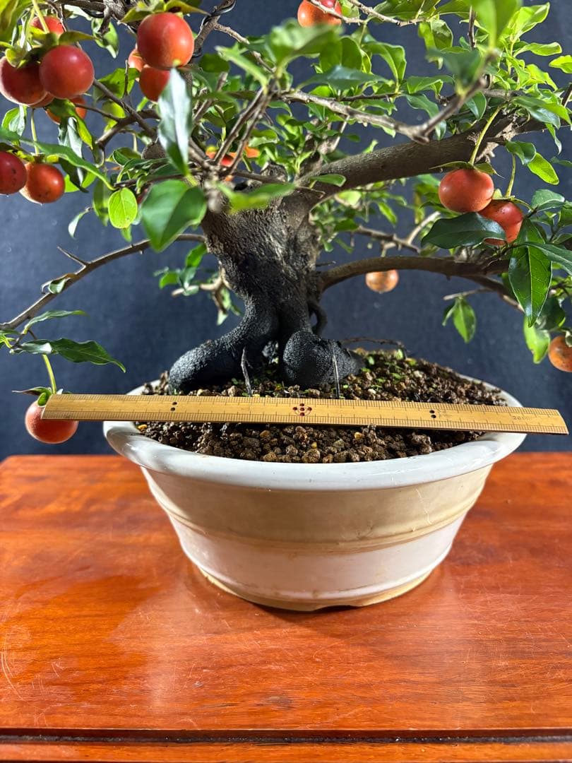 貴風盆栽、常盤柿、模様木、沢山の実付き やや傷や汚れあり