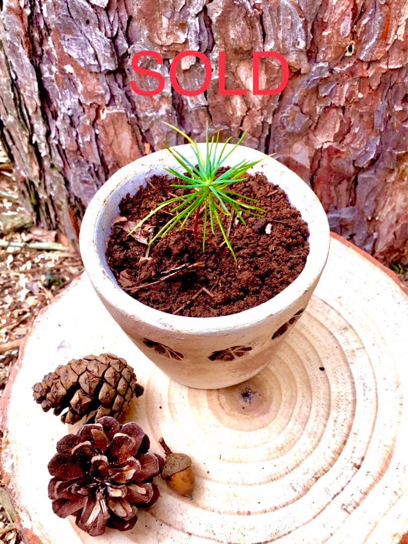 【赤松一年生/苗木】縁起物/天然赤松/松/里山自生/野生/一年生/苗/檜原村産