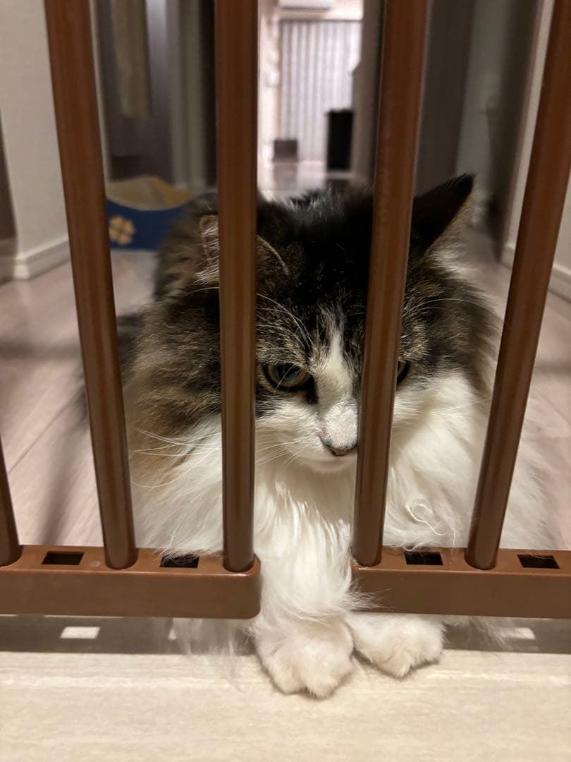 のぼれんニャンバリアフリー2ブラウン