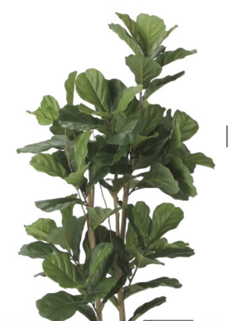 光触媒　人工観葉植物　ウォールグリーン　フェイクグリーン　カシワバゴム1.8