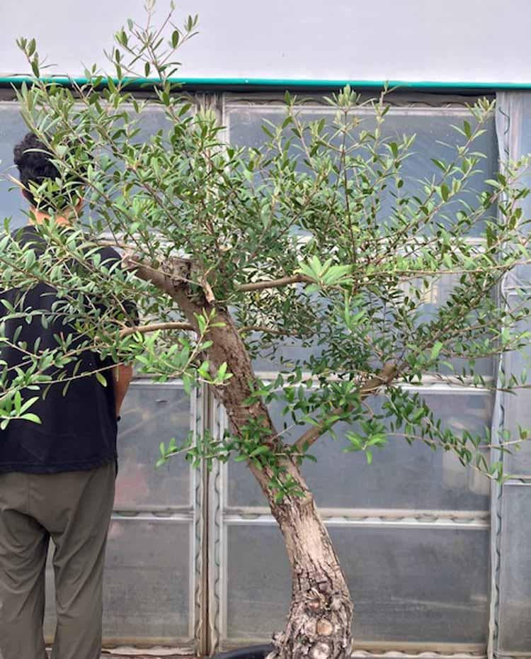 【現品】オリーブの古木　品種名：ネバディロブランコ　オールドオリーブ　17号