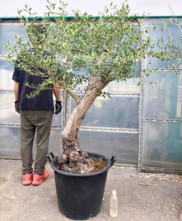 【現品】オリーブの古木　品種名：ネバディロブランコ　オールドオリーブ　17号