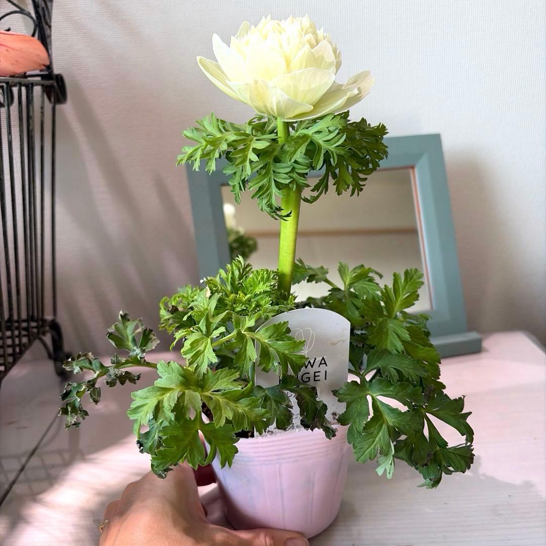 【2年株】八重咲き　プレミアムアネモネ　レバンテ クリーム色《2/5》