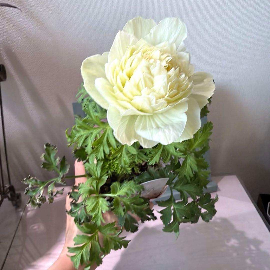 【2年株】八重咲き　プレミアムアネモネ　レバンテ クリーム色《2/5》