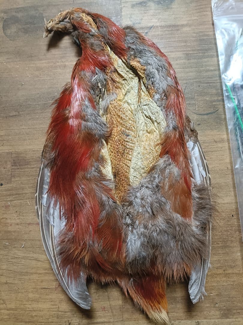 ​【希少】ゴールデンフェザント コンプリート ＆ ORVIS ピーコック セット