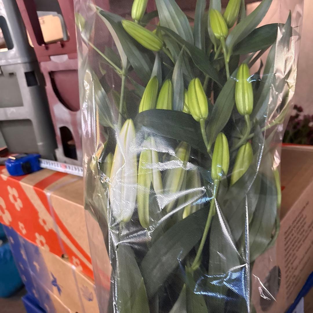 プチプラピアスイヤリング 同梱アヌースカ10本 シベリア トルコ各10本