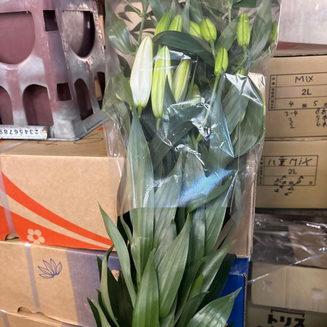 プチプラピアスイヤリング 同梱アヌースカ10本 シベリア トルコ各10本