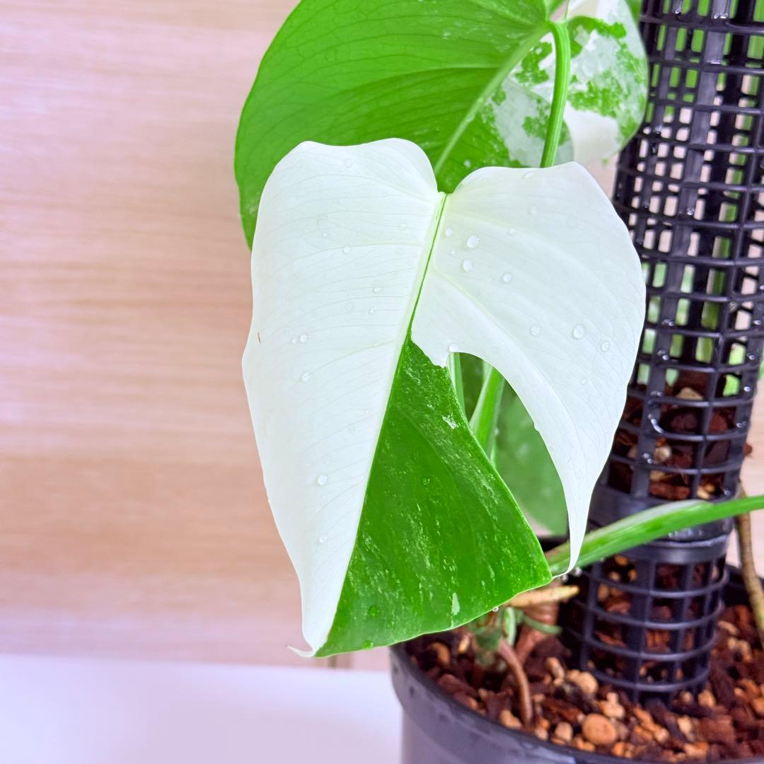 モンステラ ボルシギアナ ホワイトタイガー 斑入りモンステラ 育成株