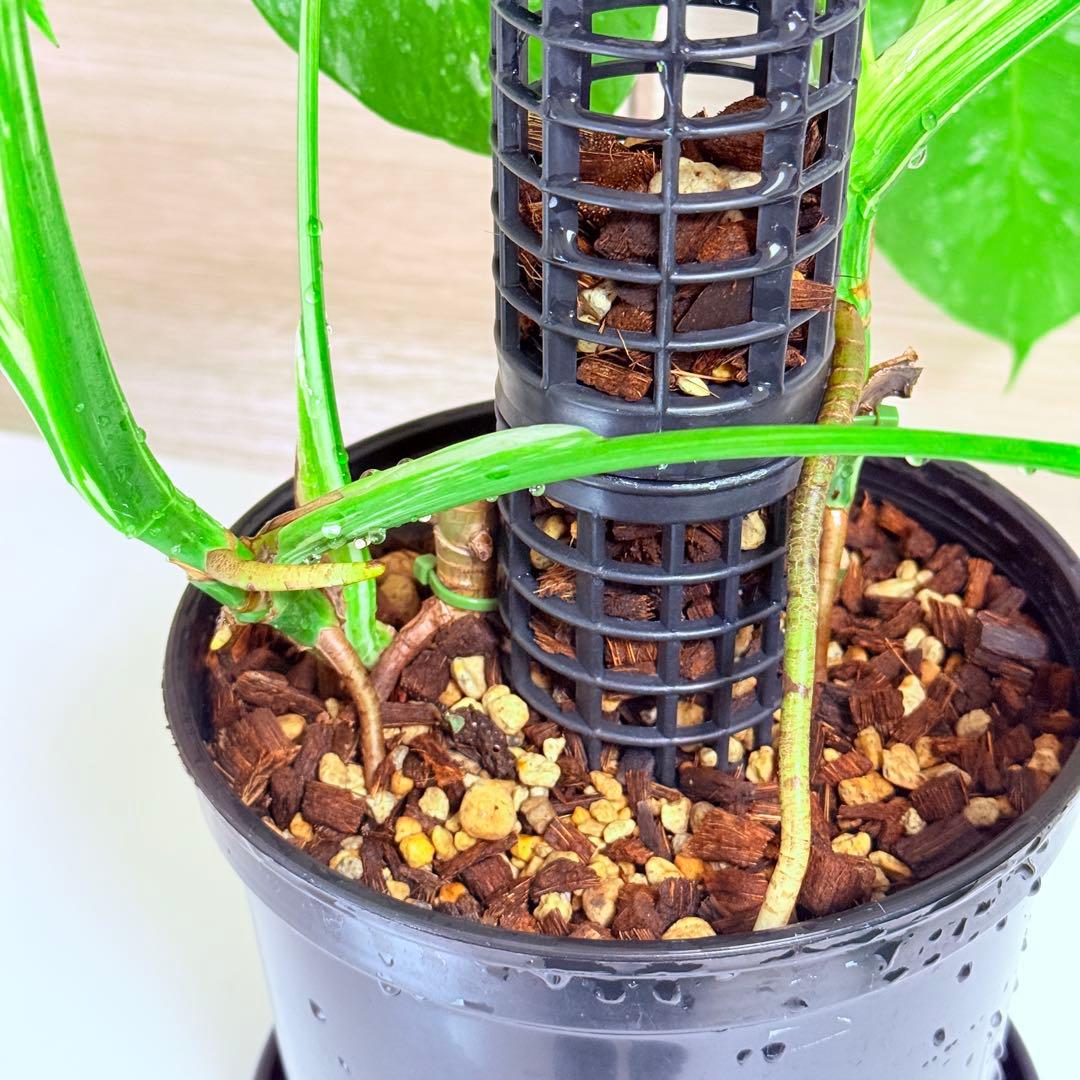 モンステラ ボルシギアナ ホワイトタイガー 斑入りモンステラ 育成株