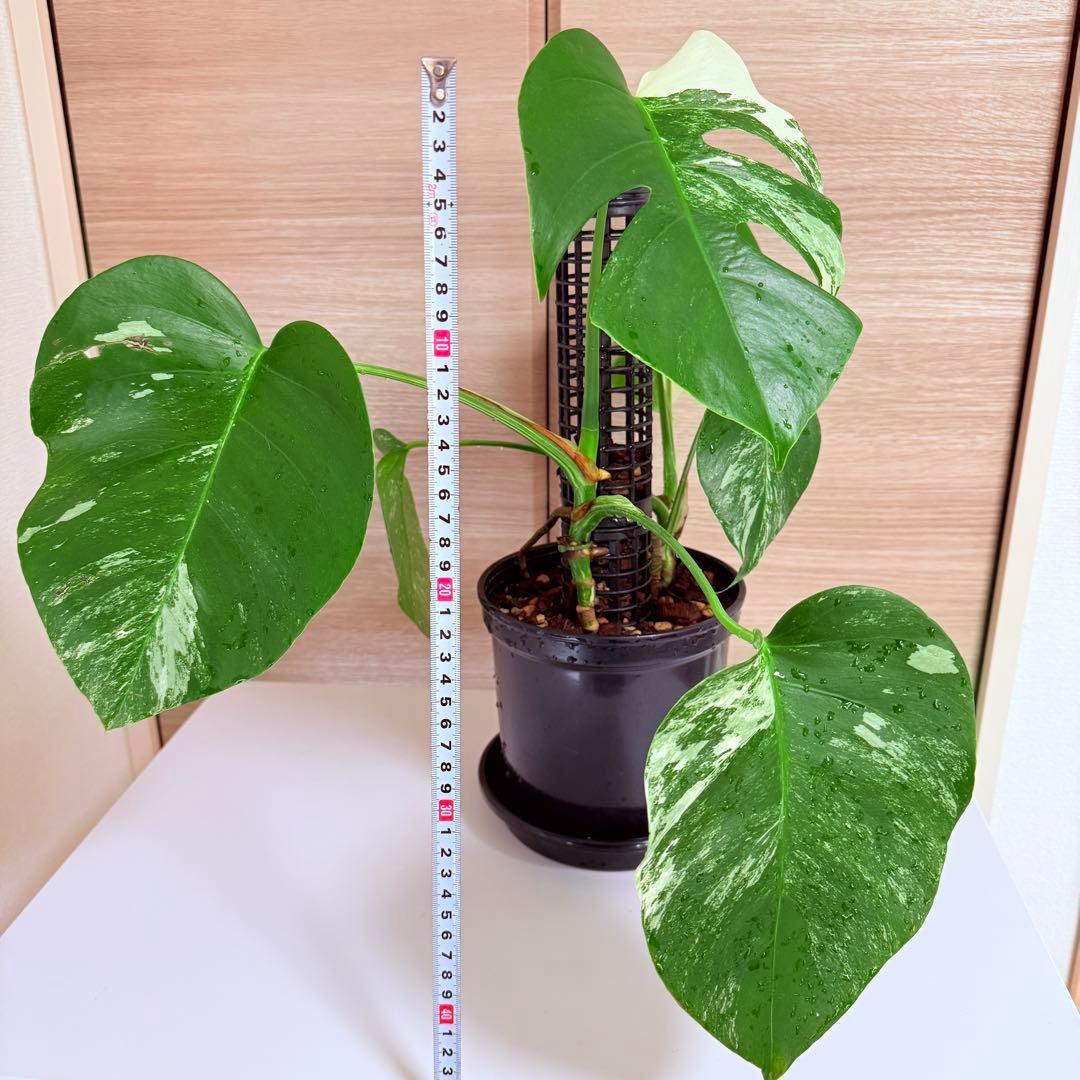 モンステラ ボルシギアナ ホワイトタイガー 斑入りモンステラ 育成株