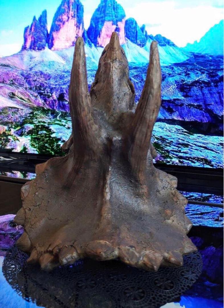 ✨お得なセット✨ ティラノサウルス トリケラトプス 化石 ジュラシックワールド