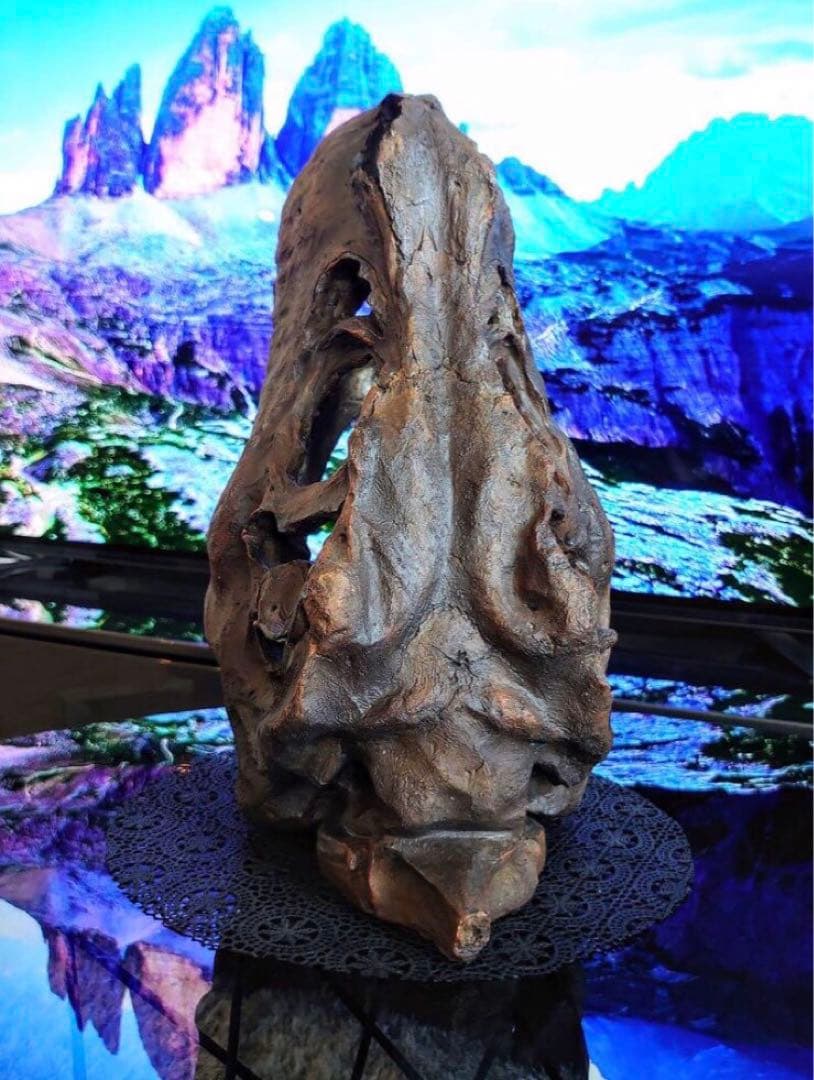 ✨お得なセット✨ ティラノサウルス トリケラトプス 化石 ジュラシックワールド