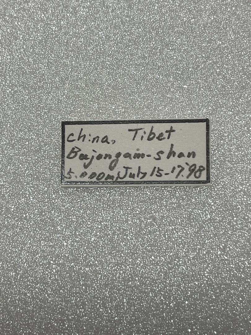 パルナシウス・アクデスティス（メス、チベット産）