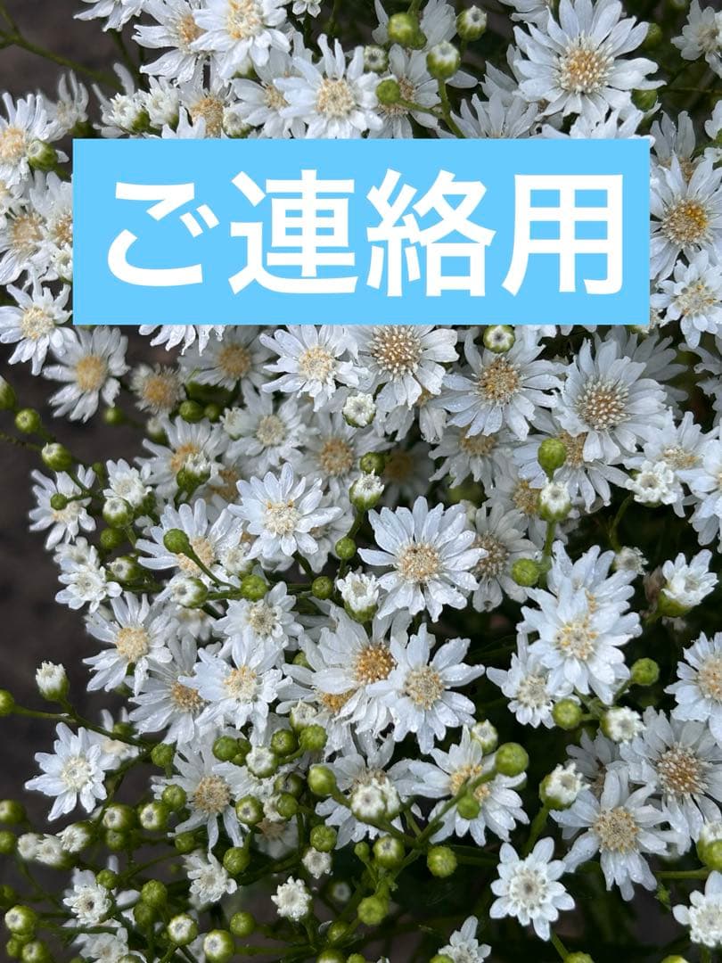 雪白柳葉友禅菊の苗