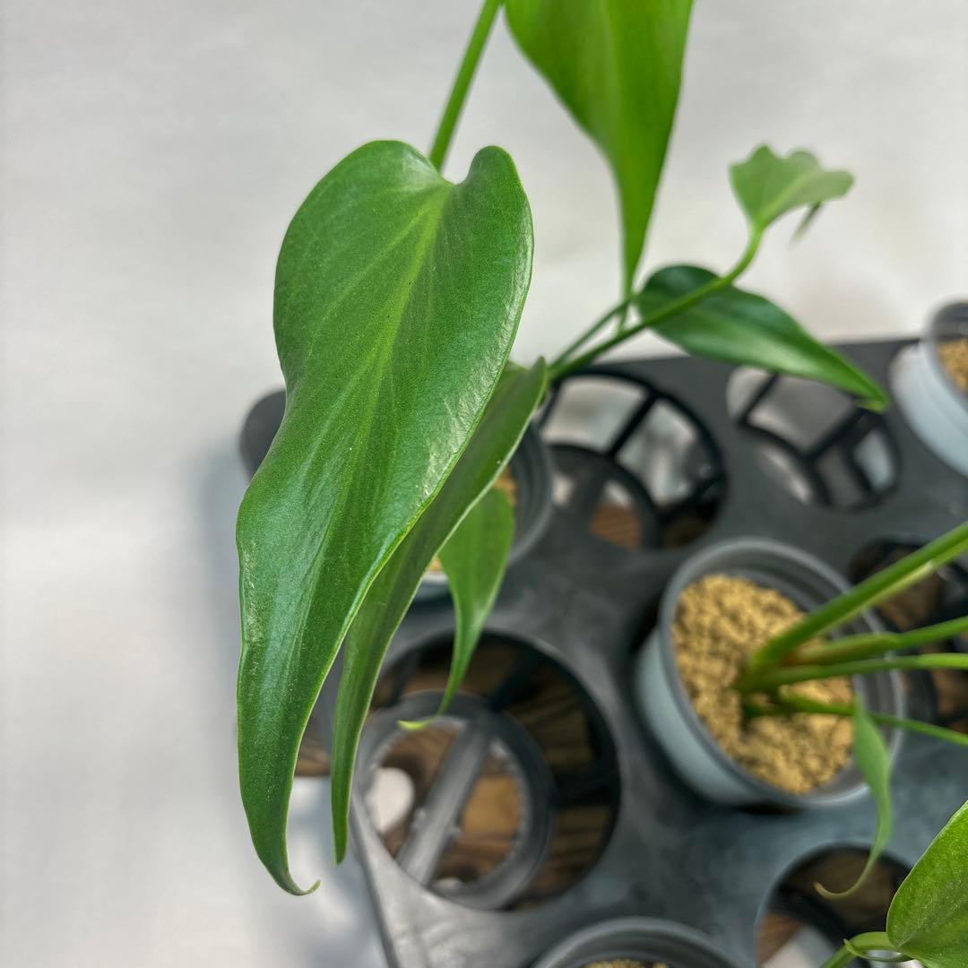 S*T様 5株セットMS03モンステラ バールマルクスフレーム