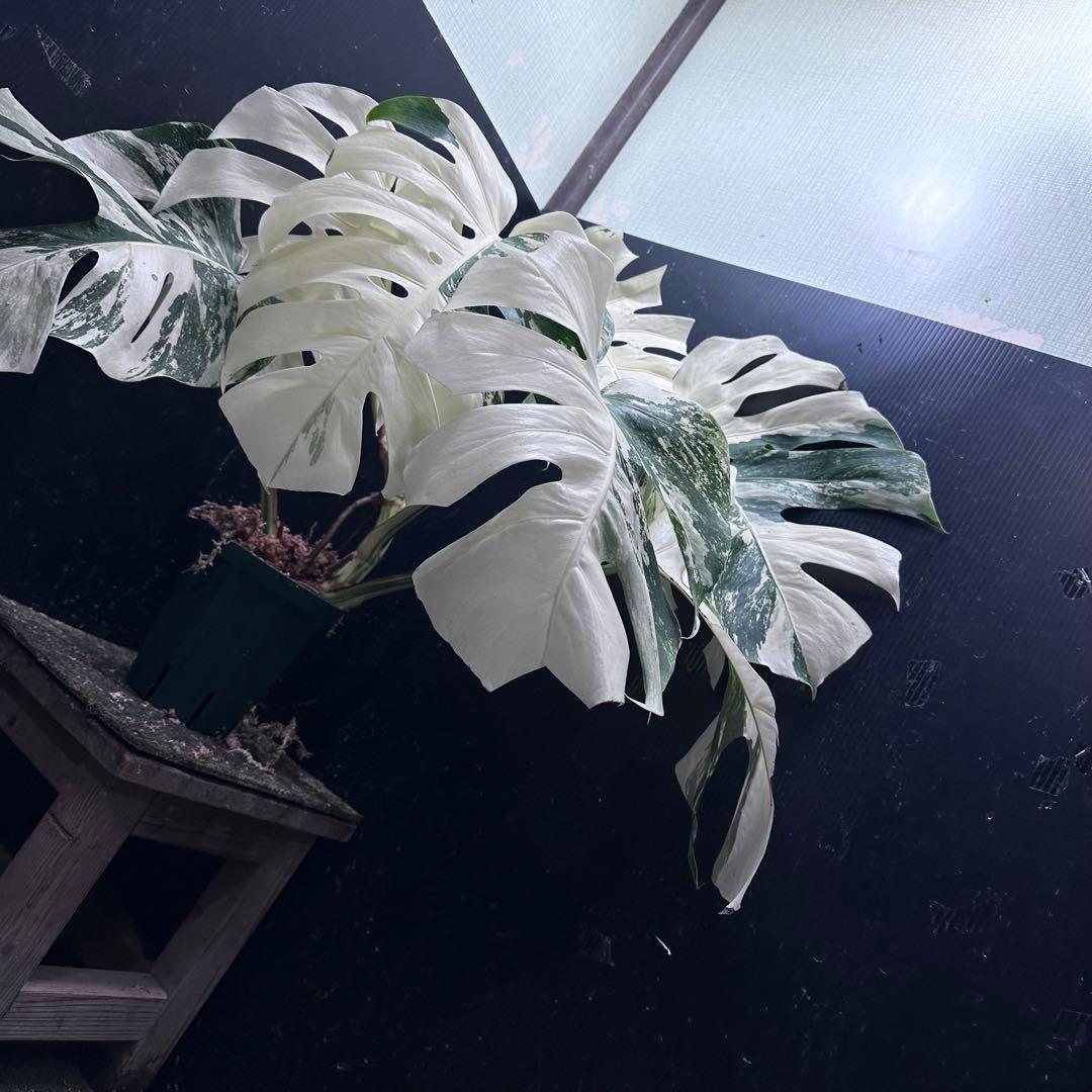 n*゜様 斑入りモンステラ ホワイトタイガー極美大株63cm白斑多