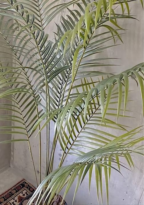 光触媒　人工観葉植物　ウォールグリーン　フェイクグリーン　アレカヤシ@gp