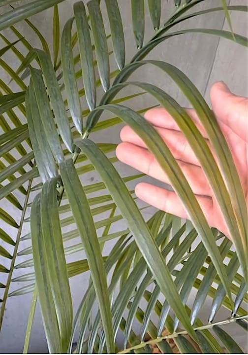 光触媒　人工観葉植物　ウォールグリーン　フェイクグリーン　アレカヤシ@gp