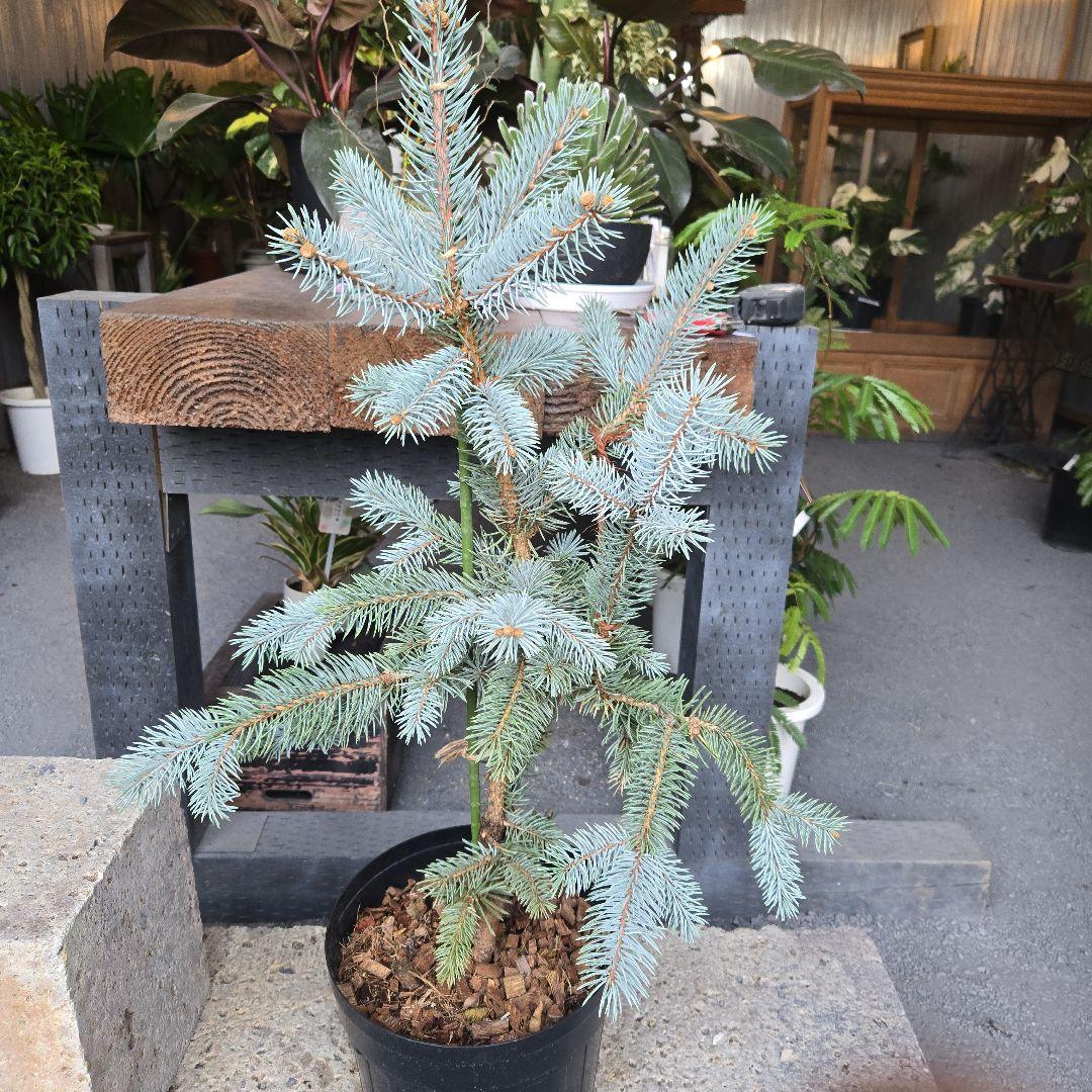 ④　ブンゲンス　トウヒ　ホプシー8号　最高等級極上品‼️