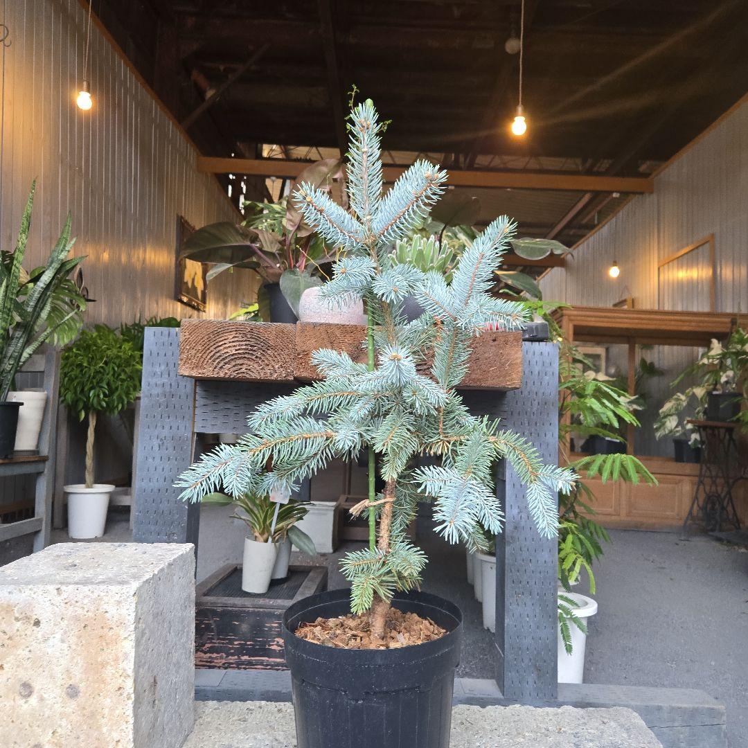 ④　ブンゲンス　トウヒ　ホプシー8号　最高等級極上品‼️