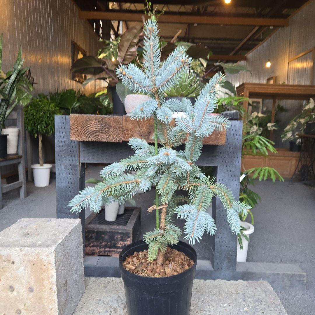 ④　ブンゲンス　トウヒ　ホプシー8号　最高等級極上品‼️