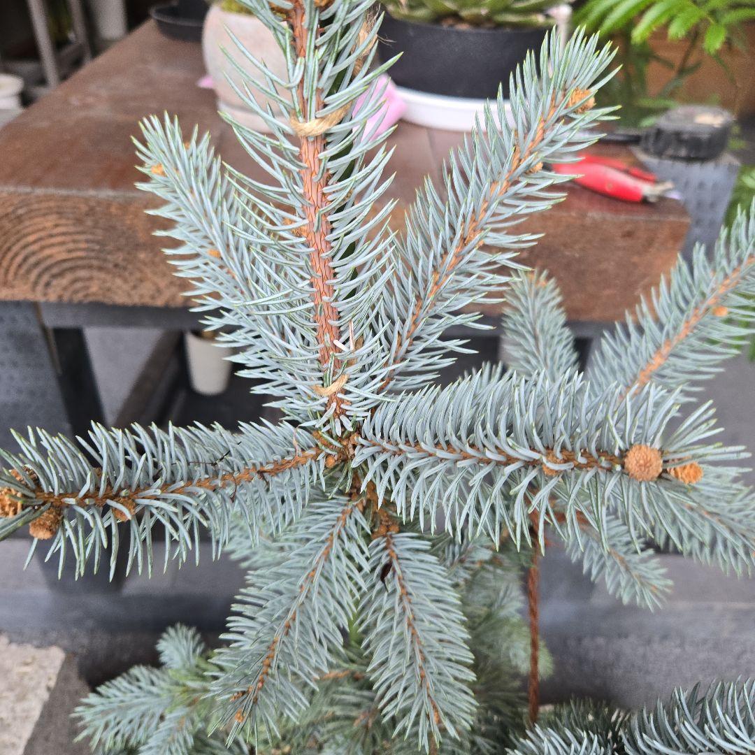 ④　ブンゲンス　トウヒ　ホプシー8号　最高等級極上品‼️