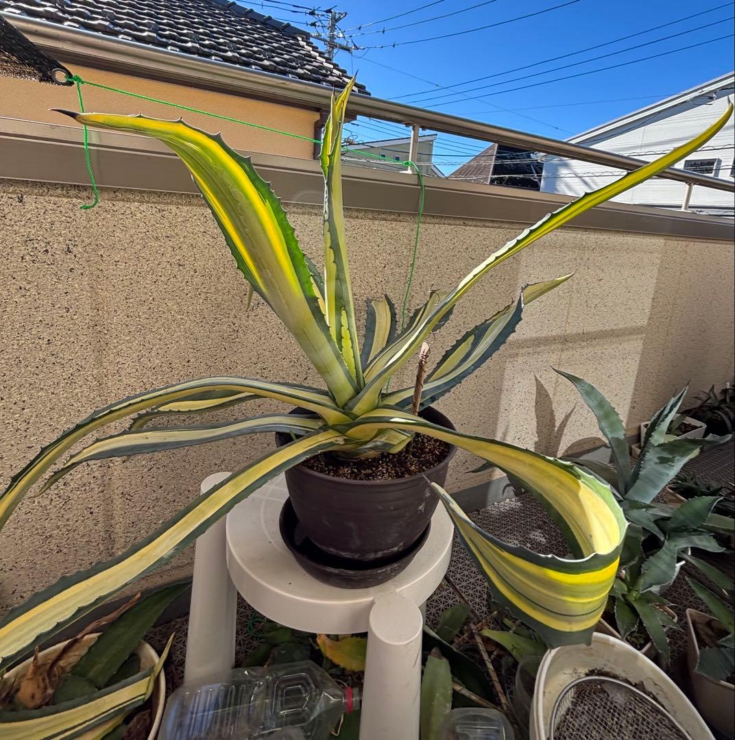 特大‼️ アガベ アメリカーナ・メディオピクタ 中斑　黄中班 横幅100㎝