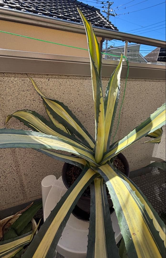 特大‼️ アガベ アメリカーナ・メディオピクタ 中斑　黄中班 横幅100㎝