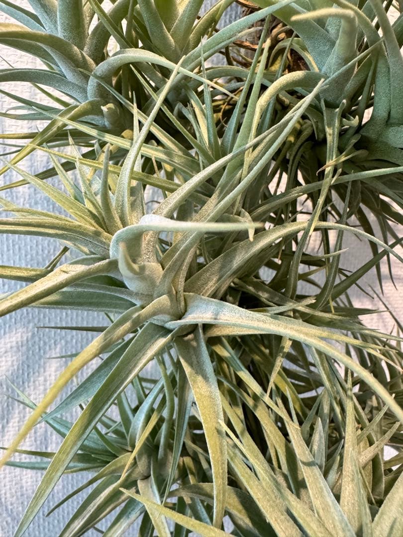 ベルゲリー　チランジア　コルク仕立て