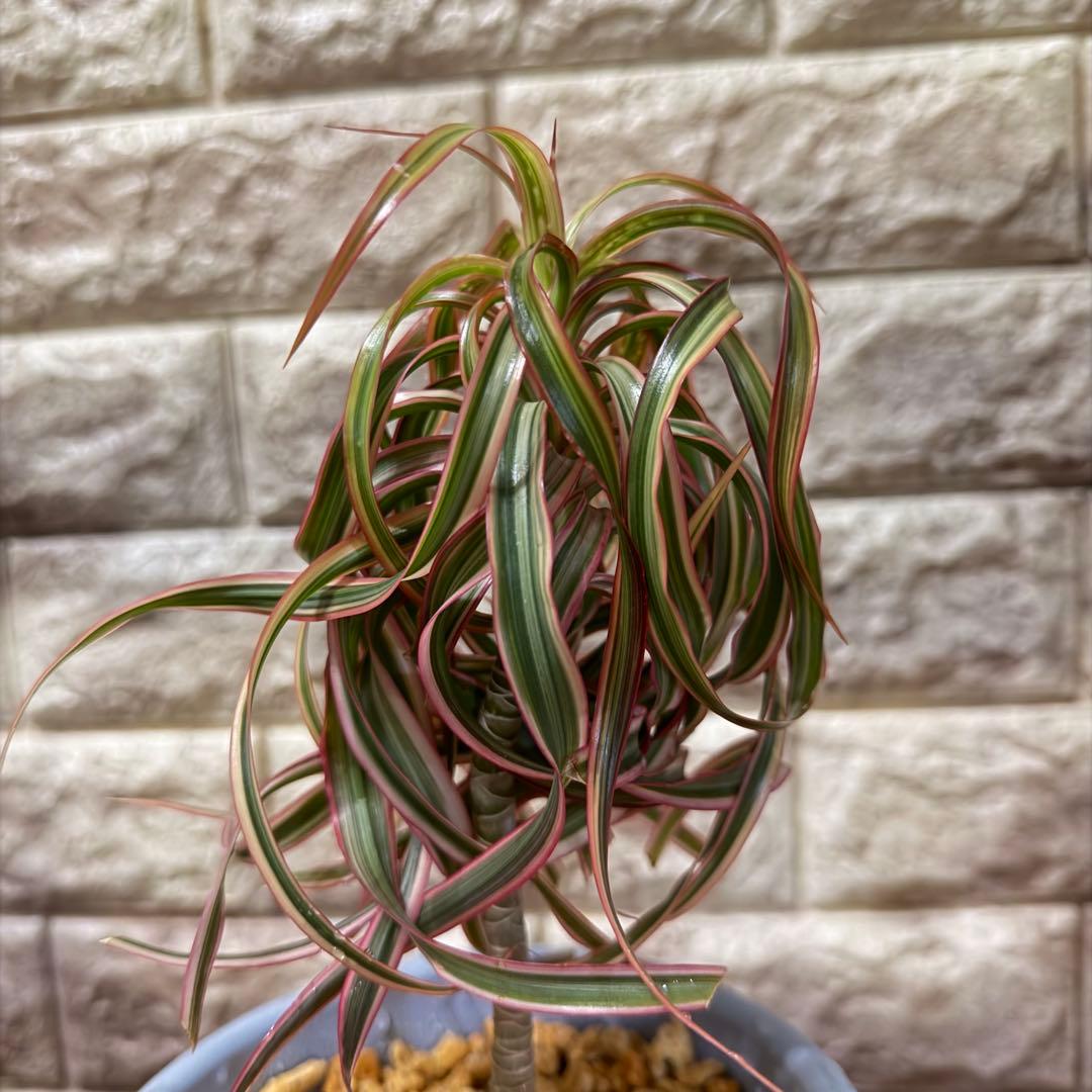 ❤︎専用❤︎ 希少！ ドラセナ キュンティ