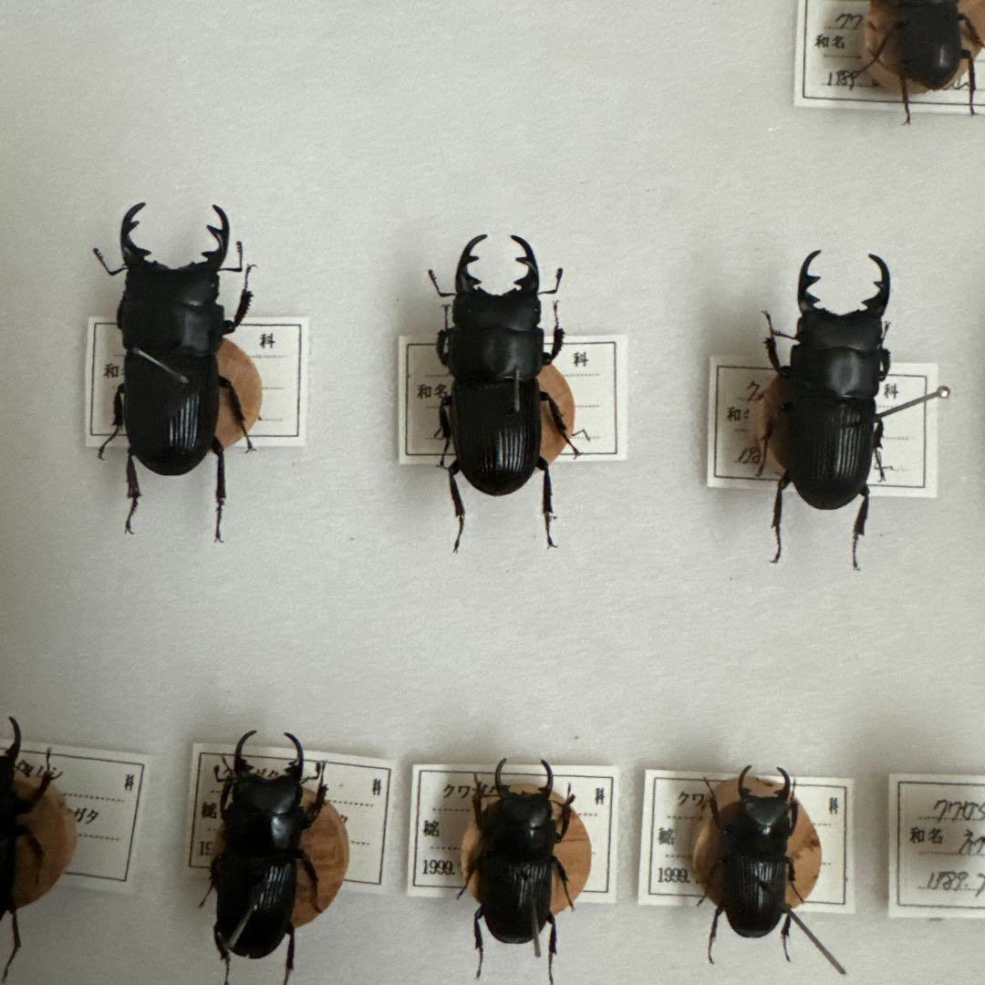 コクワガタ　スジクワガタ　ネブトクワガタ標本