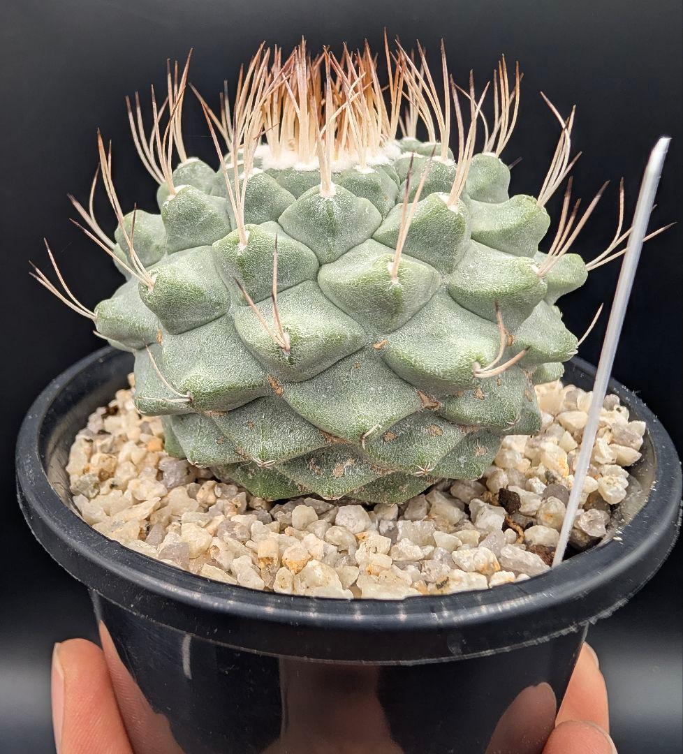 サ*生様 菊水 大型タイプ 実生 鉢植え メルカリ便送料込み