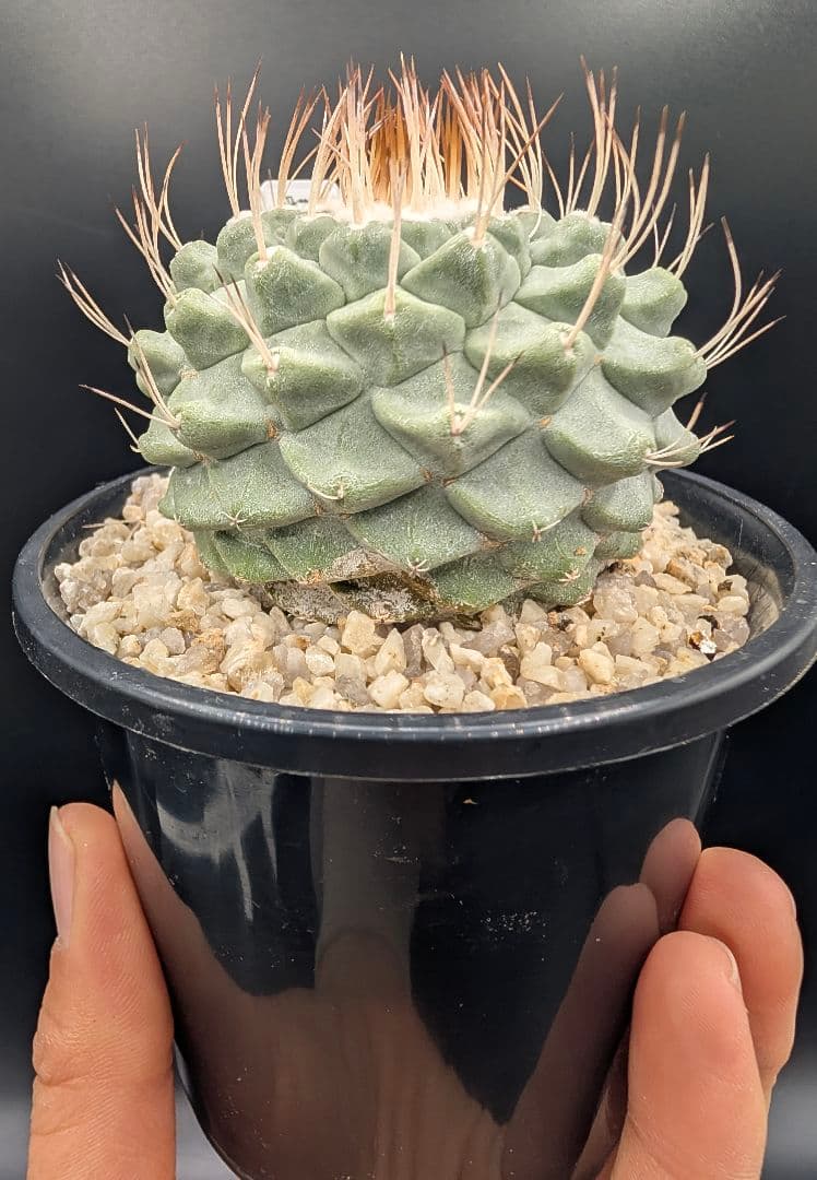 サ*生様 菊水 大型タイプ 実生 鉢植え メルカリ便送料込み