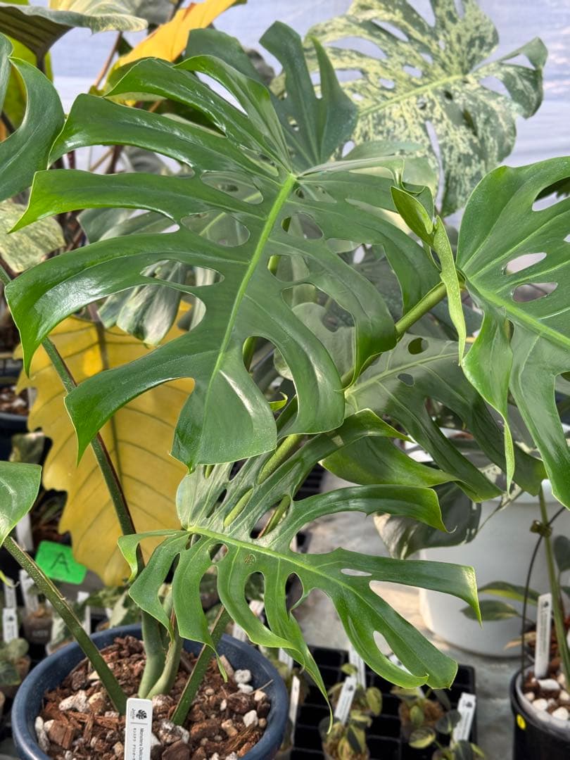 アラブフォーム \"エロンガータエ\" イーロンガーター　コンパクト　激レア